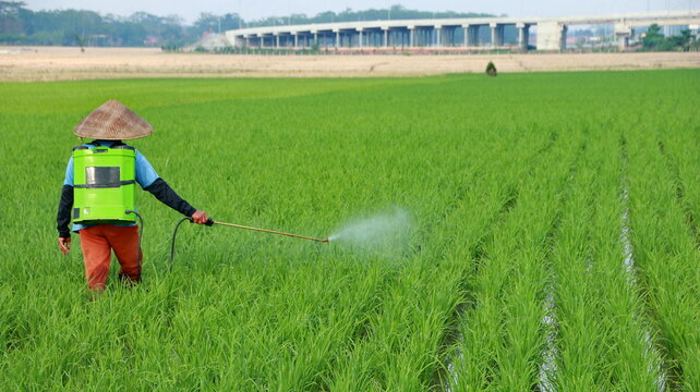 Farmer sprays pesticide on rice paddy field during sunny day to protect crops from pests and ensure healthy harvest in rural area, showcasing agricultural practices.