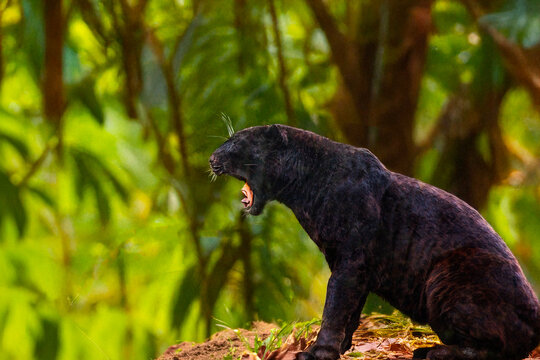 Panth&egrave;re noire de profil