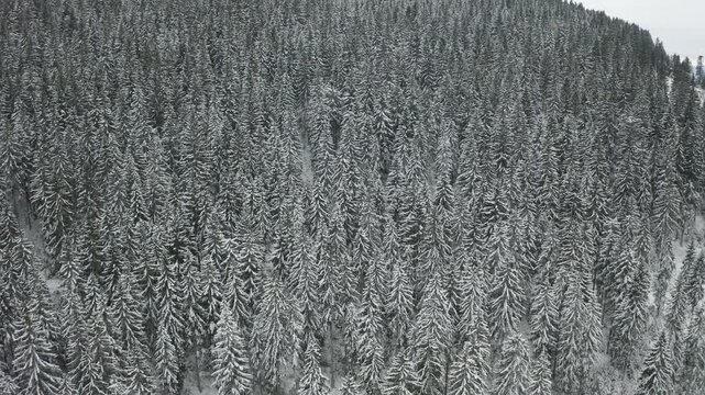 Aerial drone flight approaching a mountain fully covered with dense snow-covered pine forest. Endless rows of evergreen trees form a textured winter landscape under an overcast sky