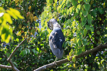 Black-Crowned Night-Heron Perched in Sunny Tree