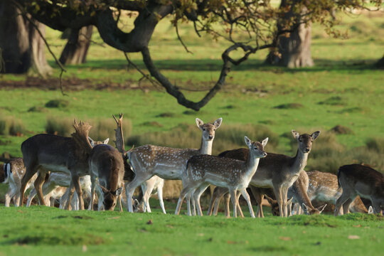 A herd of Fallow Deers, Dama dama, feeding in a meadow.