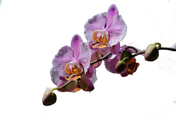 Zweig mit Orchidennbl&uuml;ten