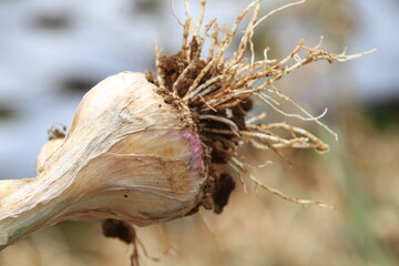 Garlic bulb displays its intricate root system after being harvested from the garden, showcasing the natural beauty of homegrown produce.