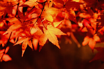 晩秋を感じられるライトアップされた日本の庭園