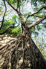 Ancient Ruins Overgrown by Strangler Fig Tree Roots