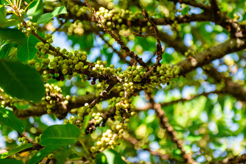 Fototapeta premium green leaves on a branch