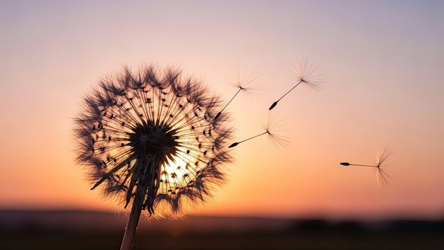 Dreamy dandelion seeds drifting in the soft sunset light, a symbol of hope and new beginnings, perfect for nature themes and peaceful relaxation concepts