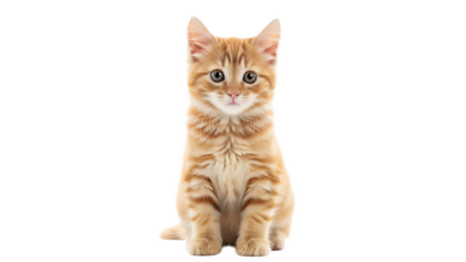 A cute ginger kitten sitting upright with a curious expression on a black background in a studio shot