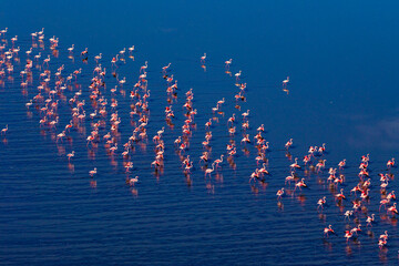 Flamingos at Koroneia Lake. Wildlife Amid Drought and Climate Change