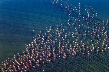 Flamingos at Koroneia Lake. Wildlife Amid Drought and Climate Change
