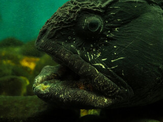 オオカミウオの顔