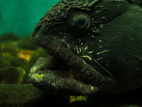 オオカミウオの顔