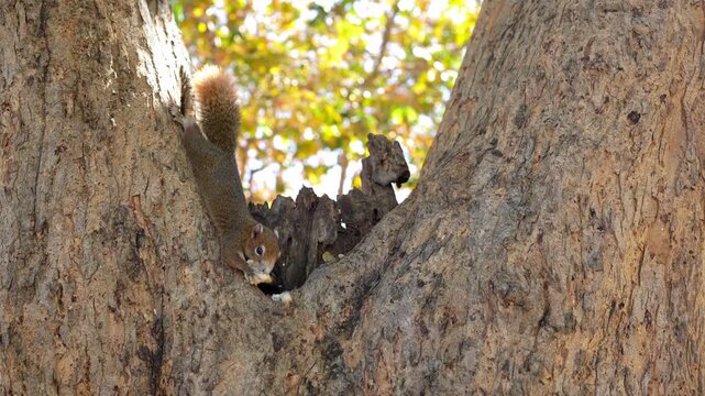 Close Up of Tree Trunk Revealing Unique Bark Texture and Natural Crevice, with Squirrel Exploring Hollow Surrounded by Vibrant Autumn Foliage in Serene Outdoor Atmosphere