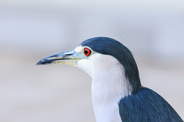 Black and White Wading Bird Portrait with Red Eye