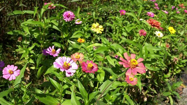Vibrant garden filled with colorful zinnias in shades of pink, yellow, and red, where lush green foliage enhances beauty of lively floral display and creates cheerful atmosphere