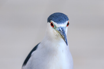 Black and White Wading Bird Portrait with Red Eye