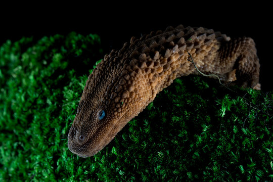 Earless Monitor (Lanthanotus borneensis) closeup on mooss,  Earless Monitor closeup isolated on black background, Brown lizard native to the Southeast Asian island of Borneo