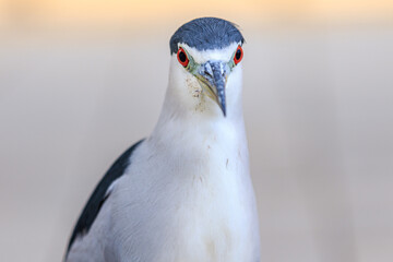 Black and White Wading Bird Portrait with Red Eye