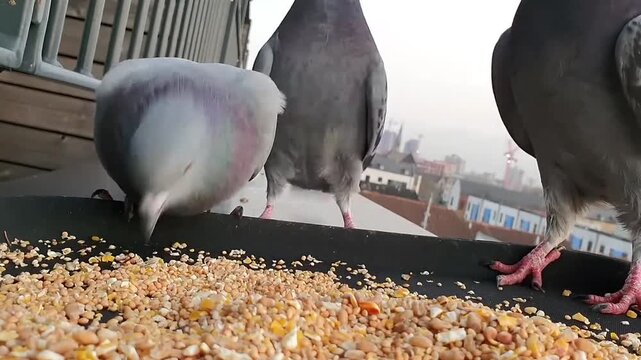 Pigeons feasting greedily on seeds atop urban rooftop, a natural wildlife spectacle unfolds with fluttering wings