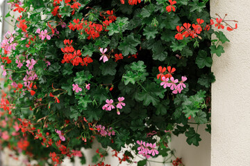 spring blossom flowers in vase hanging on a wall exterior object close up view