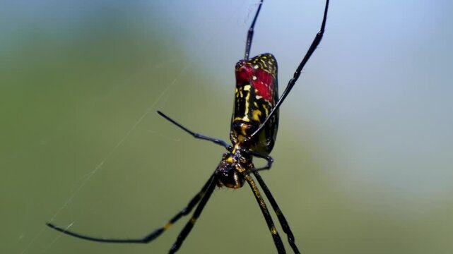 Close up shot of a spider hanging on a web, Joro spider Trichonephila clavata habitat.