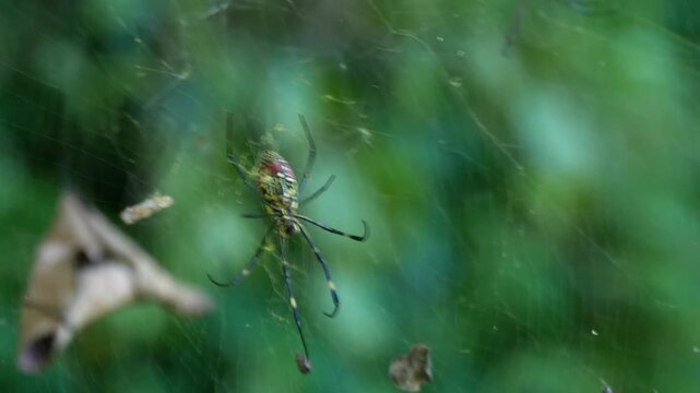 Joro spider or Trichonephila clavata a milticolored, spider weaving or creating golden web.