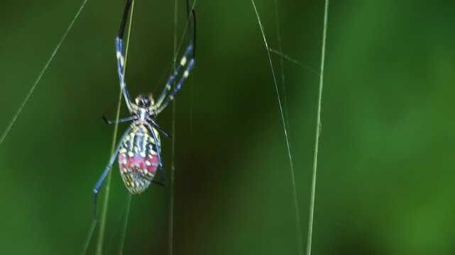 Slow Motion of Multi Colored Spider hanging on Golden Web Joro spider Trichonephila clavata
