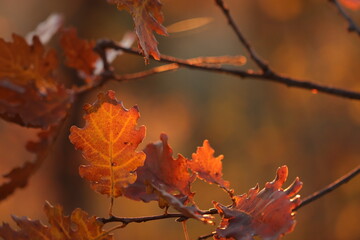 foglie nel bosco in autunno
