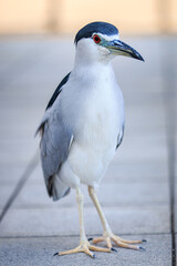 Black-crowned Night Heron Standing on Urban Pavement
