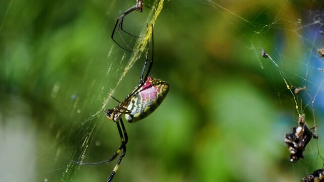 Yellow red and black colored Joro spider Trichonephila clavata hanging on golden web.