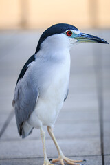 Black-crowned Night Heron Standing on Urban Pavement