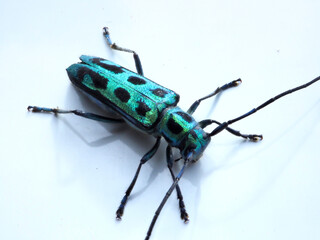 ハンノアオカミキリ