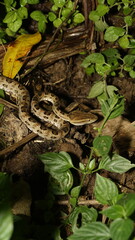 Wildlife macro in Taiwan snake, Brown-spotted Pit Viper (Protobothrops mucrosquamatus) 龜殼花, taken in Taiwan natural habitat