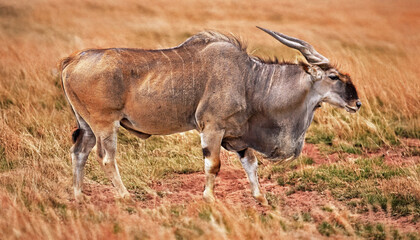 Eland du Cap dans la plaine