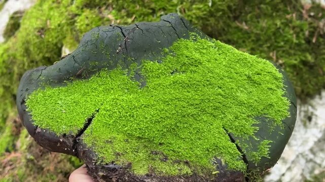 a type of tinder fungus on which moss forms, close up detail