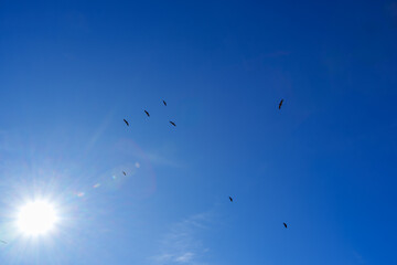 Vultures flocking in clear blue sky with bright sun and lens flare