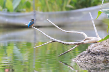 Common Kingfisher Perched on Driftwood by the Water