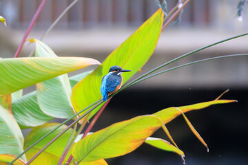 Tiny Kingfisher Among Giant Green Leaves
