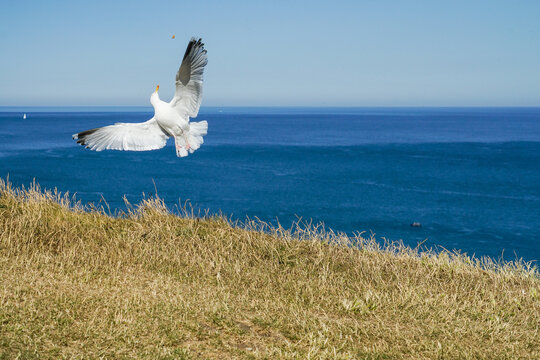 seagull in flight in france