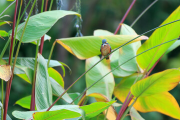 Tiny Kingfisher Among Giant Green Leaves