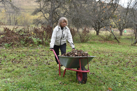 Woman pushing a wheelbarrow full of autumn leaves