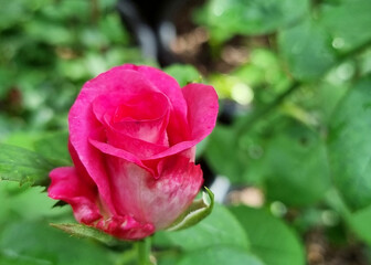 The beautiful pink rose flower on blurred green garden background.