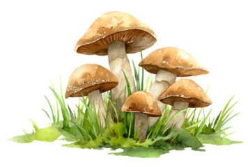 Wild forest mushrooms in grass watercolor illustration on transparent background for eco and botanical designs