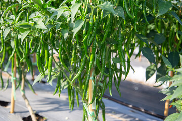 close up of green peppers plant in field