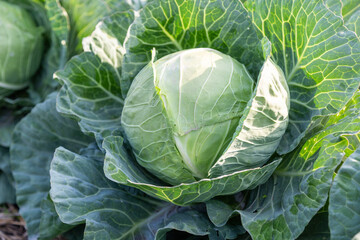 Top view of cabbage growth in field