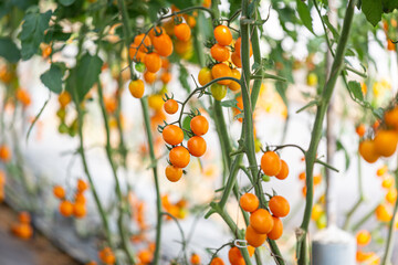 Orange cherry tomato
