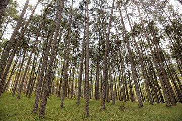 Pine forest