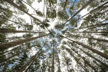 Bottom view of pine tree