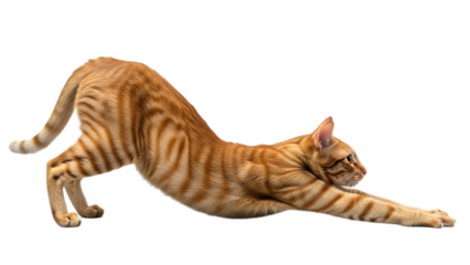 An orange tabby cat stretching its body with its front paws extended in front of it against black