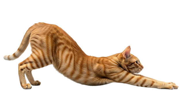 An orange tabby cat stretching its body with its front paws extended in front of it against black